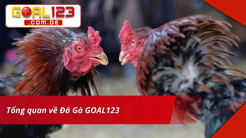 Đá Gà GOAL123 – Bet Kèo Thắng Lớn Cùng Trường Gà Danh Tiếng 2 Đôi nét về siêu phẩm Đá Gà tại nhà cái