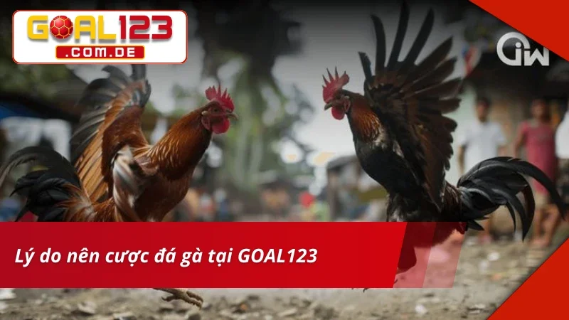 Đá Gà GOAL123 – Bet Kèo Thắng Lớn Cùng Trường Gà Danh Tiếng 5 Trải nghiệm Đá Gà chất lượng cùng nhà cái