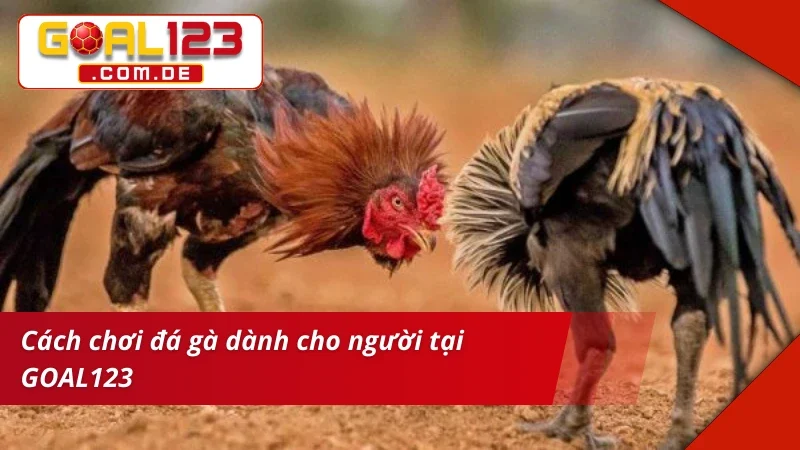 Đá Gà GOAL123 – Bet Kèo Thắng Lớn Cùng Trường Gà Danh Tiếng 6 Cá cược Đá Gà như dân chuyên thực thụ