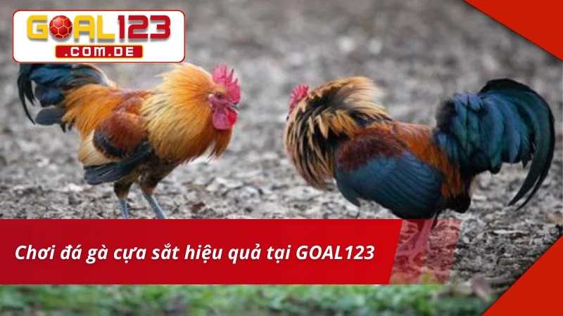Đá Gà GOAL123 – Bet Kèo Thắng Lớn Cùng Trường Gà Danh Tiếng 7 Đá Gà hiệu quả với kinh nghiệm từ nhiều cược thủ kỳ cựu