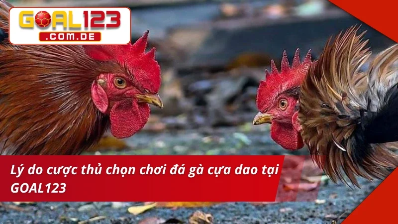 Đá Gà Cựa Dao: Chinh Phục Những Kèo Gà Chọi Máu Lửa Tại GOAL123 5 Trải nghiệm bùng nổ cùng siêu phẩm Đá Gà Cựa Dao