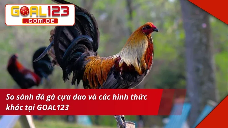 Đá Gà Cựa Dao: Chinh Phục Những Kèo Gà Chọi Máu Lửa Tại GOAL123 7 Trải nghiệm hấp dẫn và máu lửa với Đá Gà Cựa Dao
