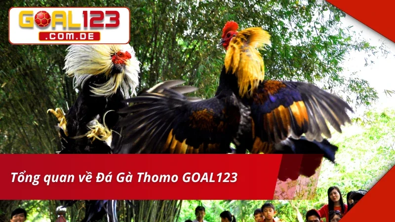 Đôi nét về trải nghiệm Đá Thomo tại nhà cái