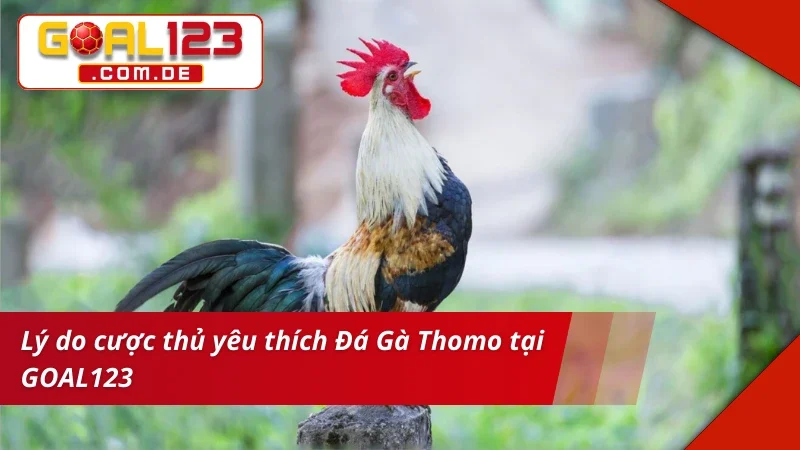 Trải nghiệm bùng nổ cùng siêu phẩm Đá Gà Thomo