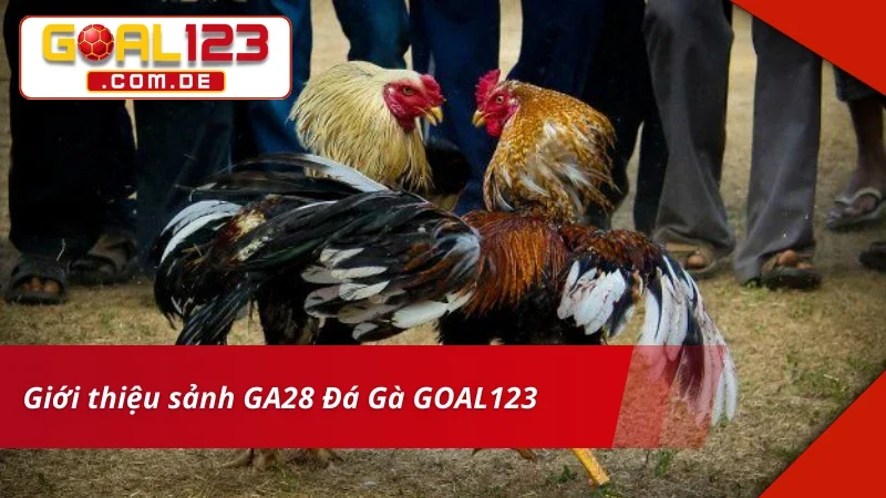 GA28 Đá Gà – Sảnh Cược Chất Lượng Xem Live Siêu Nét Tại GOAL123 2 Đôi nét về sảnh GA28 Đá Gà tại nhà cái
