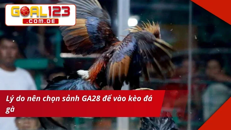GA28 Đá Gà – Sảnh Cược Chất Lượng Xem Live Siêu Nét Tại GOAL123 3 Cá cược chất lượng tại sảnh GA28 Đá Gà